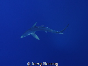 Blue shark, Faial, Azores by Joerg Blessing 